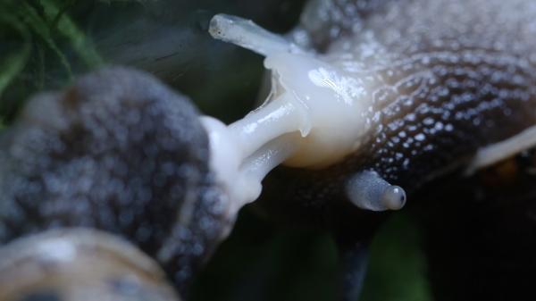 snail