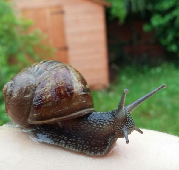Snail on paw