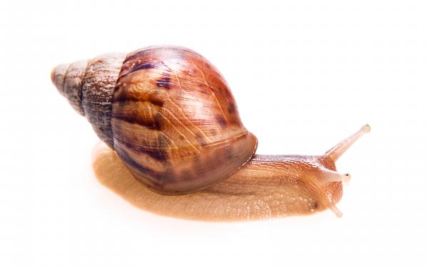snail