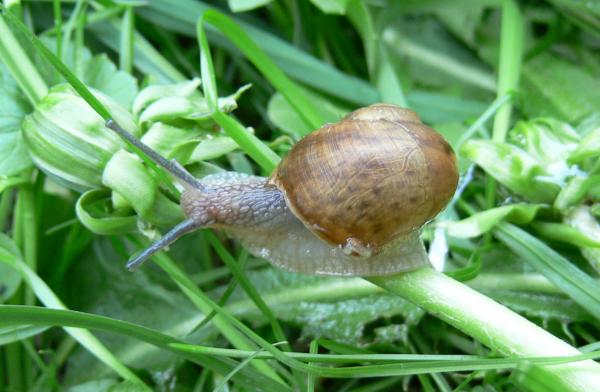 Snail