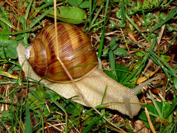 Snail