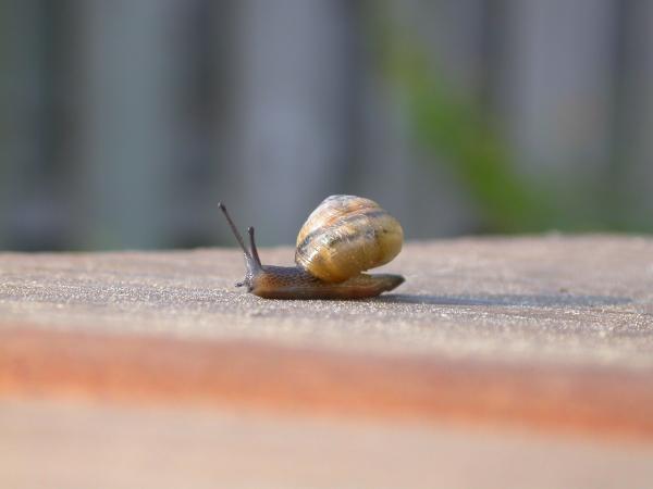 Snail
