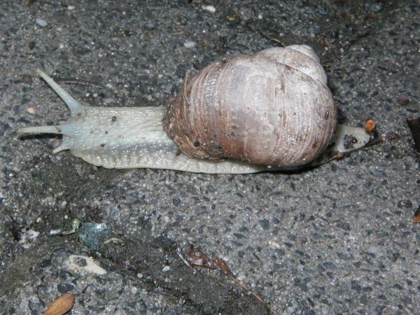 Snail