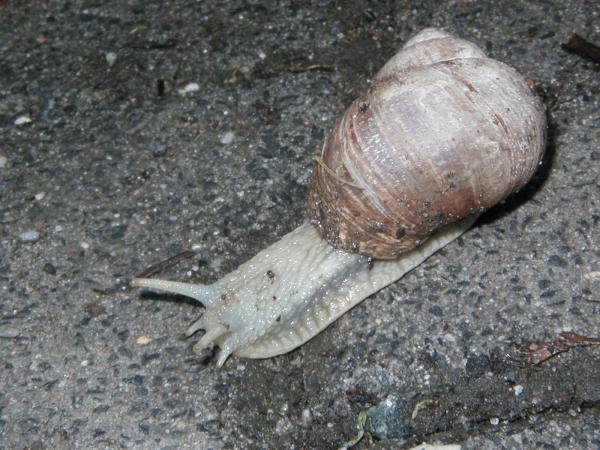 Snail