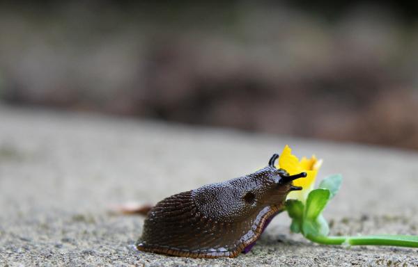 Snail Closeup