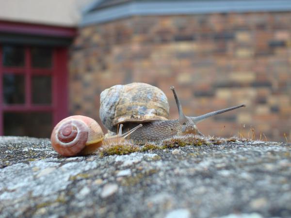 Snail family