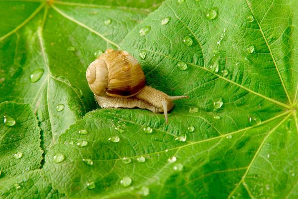 Snail on leaf