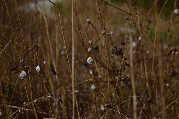 Snail on the grass
