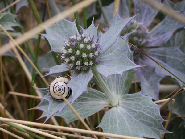 Snail on thistle