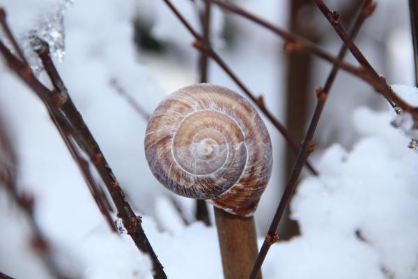 Snail Shell on Brown Tree Branch