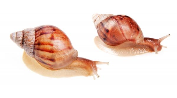 snails