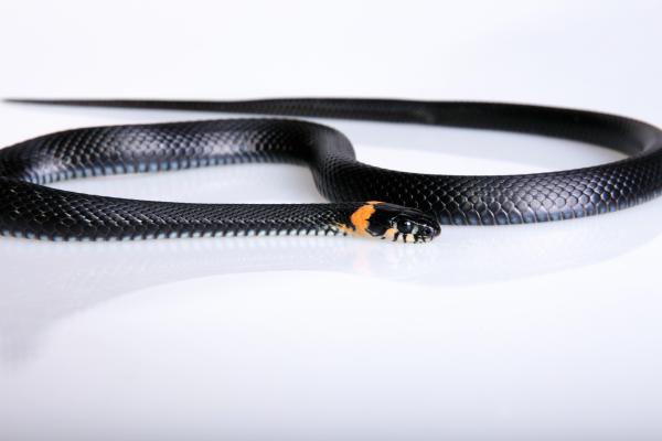 snake