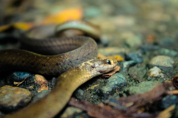 Snake