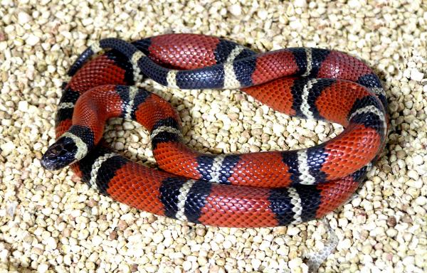 Snake
