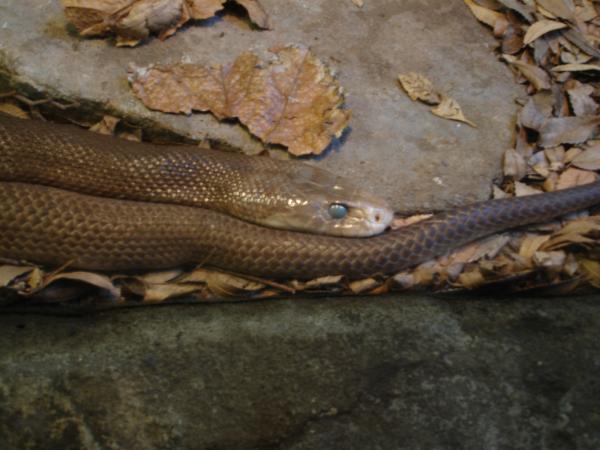 Snake