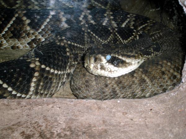 Snake