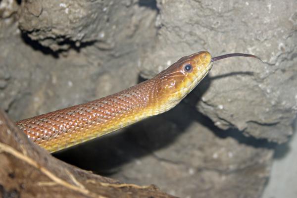 Snake