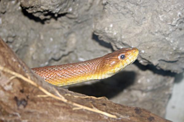 Snake