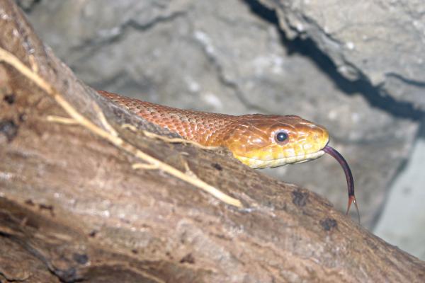Snake
