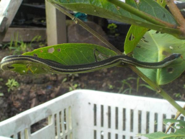 Snake