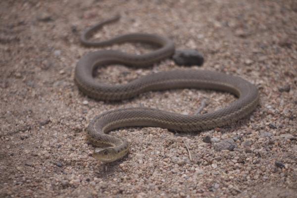 Snake in rocky mountain park