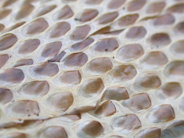 Snake skin