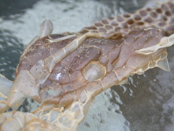 Snake skin