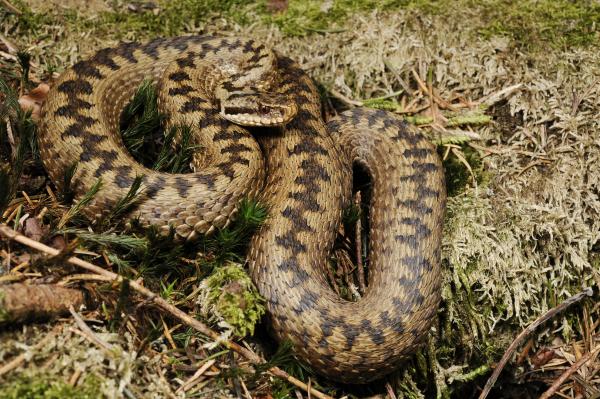 Snake Vipera berus