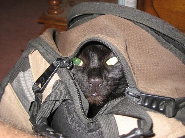 Sneaky Cat!