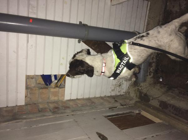Sniffer Dog with hidden location