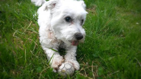 Snoopy wants to play #CC0 :o)