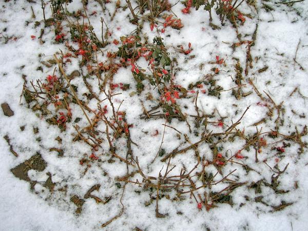 Snow
