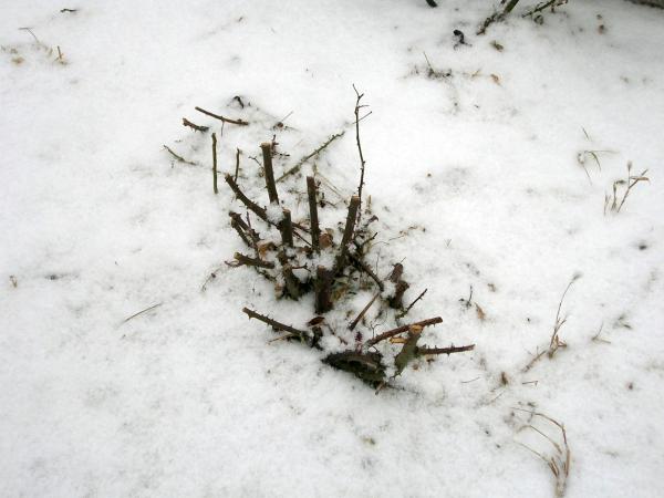 Snow