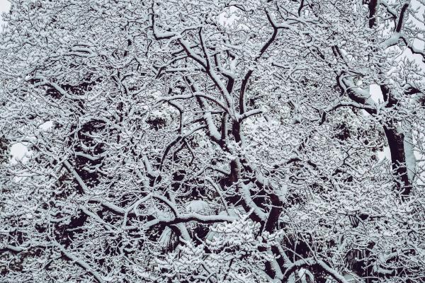 Snow Covered Bare Tree