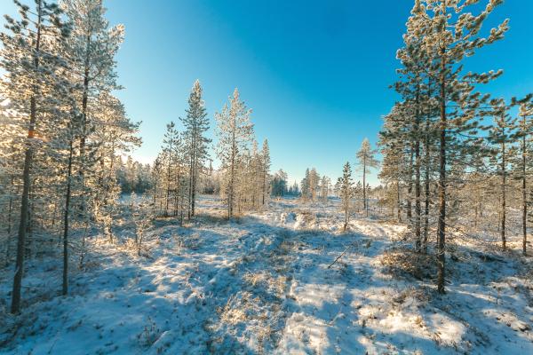 Snow Covered Field and Green Leaf Trees Under Blue Sky