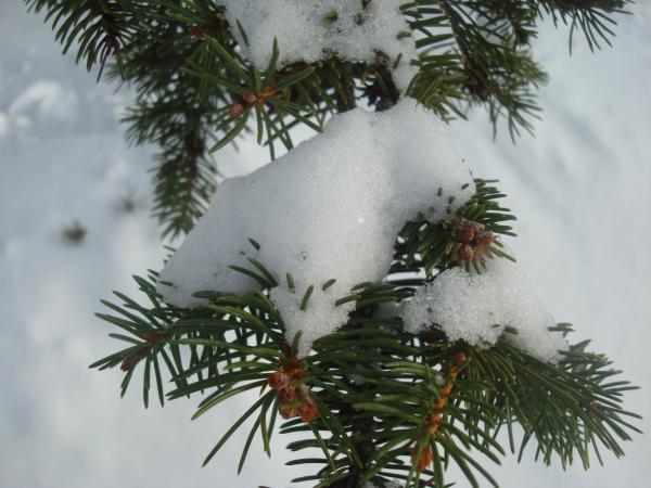Snow covered fir tree