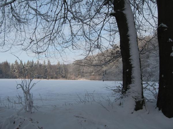 Snow Field Forest