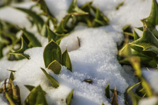 Snow in the Bush