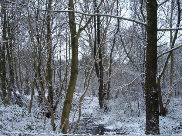 Snow in the trees