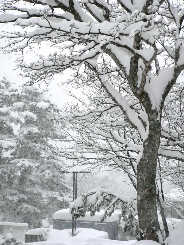 Snow in trees at Japanese ski resort