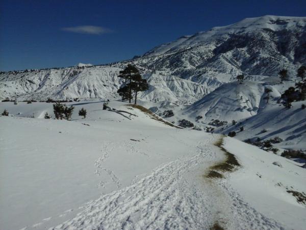 Snow Landscape