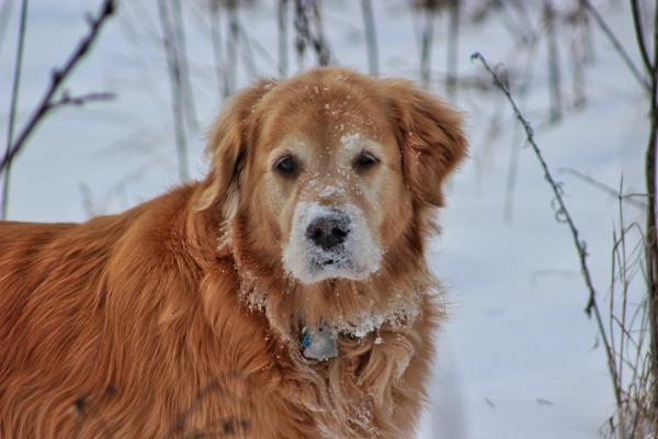 Snow on the nose