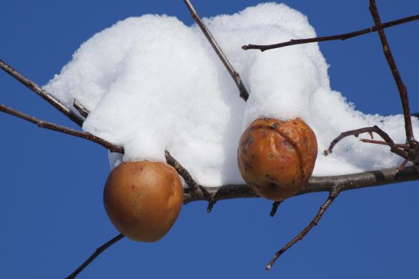 Snow on the Tree