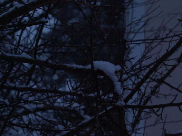 Snow tree