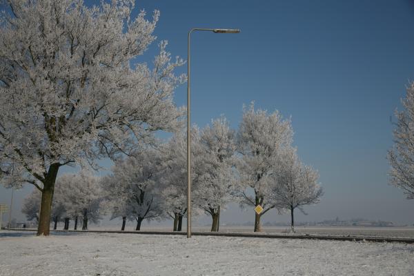 Snow trees