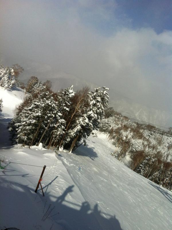 Snow trees