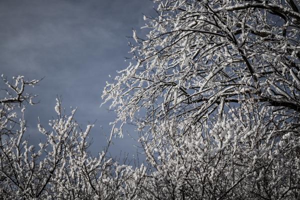Snowcapped Trees