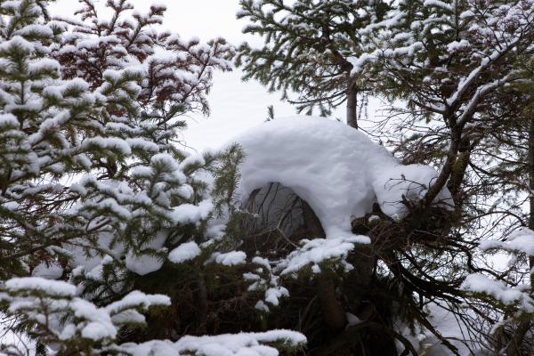 Snowdrift