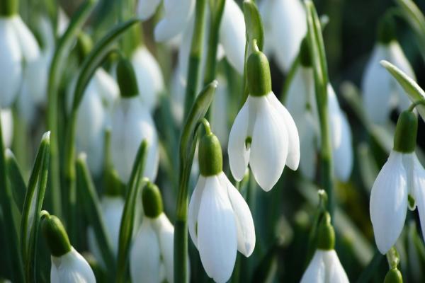 Snowdrop flower