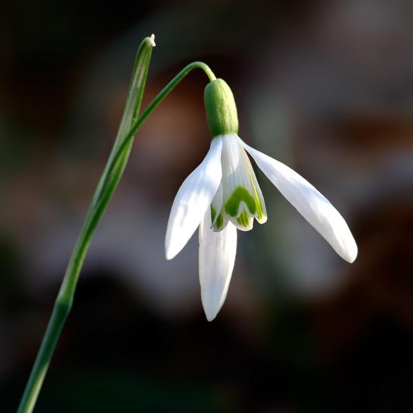 Snowdrop flower
